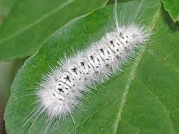 Black And White Spotted Moth Pa Poisonous Caterpillar Spotted In Pennsylvania Here S What You Should Know Poisonous Caterpillars Moth Caterpillar Caterpillar Insect
