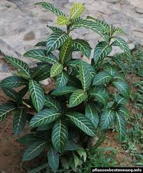 Image result for Sanchezia speciosa