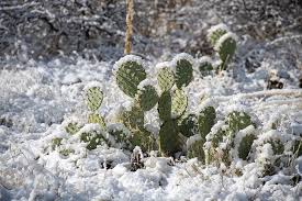 Only the young plant is eaten; Prickly Pear Cactus In The Ice And Snow Photograph By Cavan Images