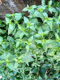 Image result for Synedrella nodiflora