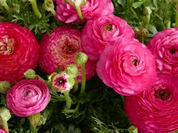 Maybe you would like to learn more about one of these? April Love The Garden