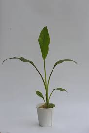 Image result for Ensete ventricosum