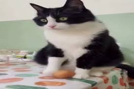 Funpot ein pot voller : 0rvu 8qti1vusm