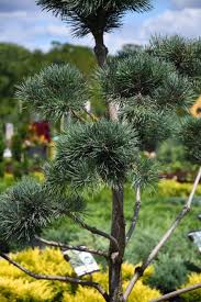 Image result for Pinus