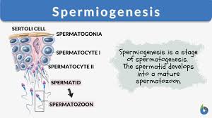 5.2 Meiosis And Gametogenesis – Human Biology