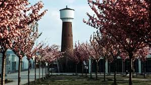 Kirschblute Und Sporteln Im Burgerpark Kalk Mit Vergnugen Koln