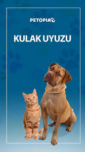 Kulak Uyuzu Nedir Kulakuyuzu Kedi Petopia Umraniye Veteriner Klinigi