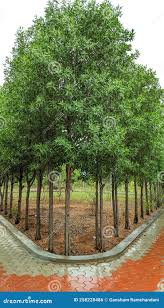 Image result for Conocarpus