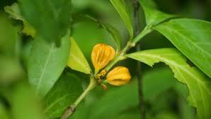 Image result for Pyrostria