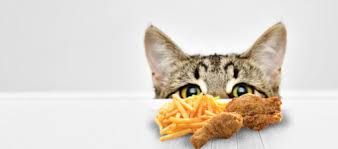 My dogs ate french fries! Human Food For Cats What S Safe And What Isn T Litter Robot Blog