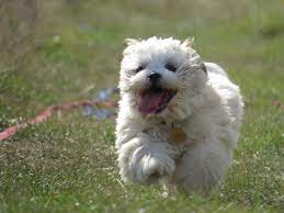 This is noticeable by about seven weeks old. Fluffy Shih Tzu Puppy 2 Week Residential Dog Training Youtube