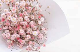 Gypsophila Flowers Or Known As Baby Breath Stock Photo Image Of Beauty Breath 209348470