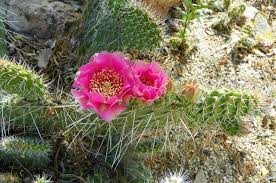 They can even be grown as far north as usda zone 4. Prickly Pear Cactus Berries Opuntia Spp In Saskatchewan Wild Edibles Cactus Prickly Pear Cactus