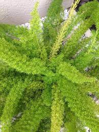 Asparagus Fern Not Really A Fern Asparagus Fern Vascular Plant Ferns