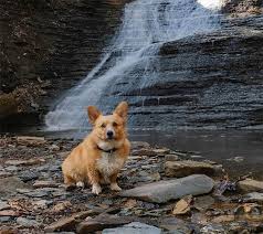Why were dogs banned from national parks? 7 National Parks You Can Actually Bring Your Dog This Dogs Life