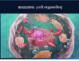 Maybe you would like to learn more about one of these? Edu Help Ppt On Cell In Kannada