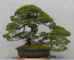 You might also pick that bonsai tree that fits your style and the one that might last longer too. Rare Japanese Black Pine Bonsai Tree Seeds Bonsai Pine Tree Seeds Uk Stock Ebay