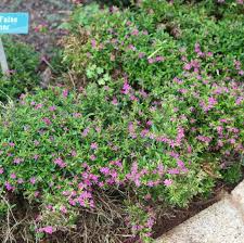 Image result for Cuphea hyssopifolia