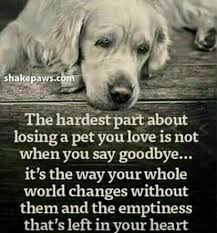 Pin By Michael Malino On Prayer Gifs For Facebook Groups Losing A Pet Dog Poems Pets