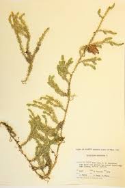 Image result for Lycopodiaceae