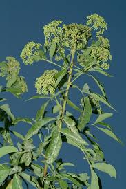 Image result for Heteromorpha stenophylla