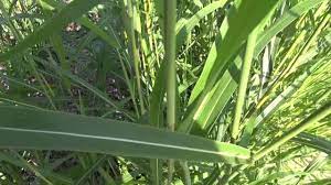 What Is This Tall Grass Called I Cant Get Rid Of It Need Help Tall Grass Grass Plants