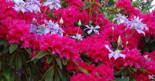 Clematis Countess Of Lovelace Intertwined With Rhododendron Jean Marie De Montague Clematis Garden Design Plants