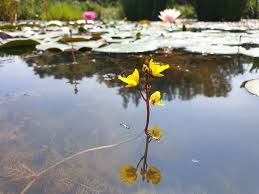 Kuvahaun tulos haulle bladderwort plant