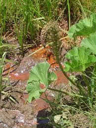 Image result for Gunnera perpensa