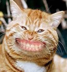 I am not even faking my smile. Funny Pictures Of Animals Smiling