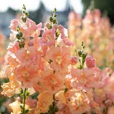 Snapdragon Chantilly Light Salmon Floret Flower Farm Light Salmon Snapdragons Flower Food