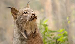 The tiger, lion, jaguar and leopard. The 10 Species Of Wild Cats Of South America Worldatlas