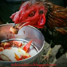 We did not find results for: Cara Melatih Stamina Dan Pukulan Ayam Bangkok Aduan On Kicau Baru