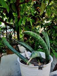 Image result for Sansevieria sinus-simiorum