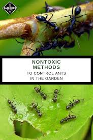 We did not find results for: How To Control Ants In Your Garden Naturally And Safely Gardening Channel