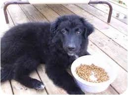Get a boxer, husky, german shepherd 6 adorable f1 generation labradoodle puppies looking for their forever homes. Cincinnati Oh Labradoodle Meet Doodle Bug Yankee A Pet For Adoption