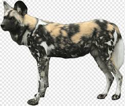 Check spelling or type a new query. White Shepherd African Wild Dog Dhole Puppy Wildcat Dogs Animals Carnivoran Dog Like Mammal Png Pngwing