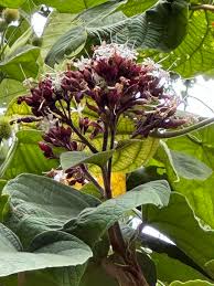 Image result for Clerodendrum capitatum