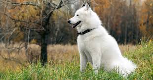 This process begins by thoroughly washing both his fur and skin. Guides On How To Minimise Dog Shedding