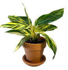 This handsome and impressive plant takes center stage anywhere it's planted. Variegated Shell Ginger Plant Alpinia Zerumbet Free Care Guide Live House Plants Indoor Foliage