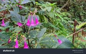 Image result for Strobilanthes hamiltoniana