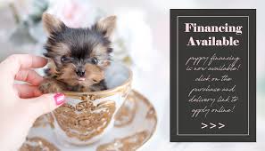 Many people think they want a teacup poodle until they discover the while it is true that some tiny puppies can have health problems, if a teacup puppy is bred from a. Toy Teacup Puppies For Sale Teacups Puppies And Boutique