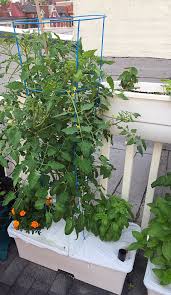 Check spelling or type a new query. Planting In An Earthbox The Purple Mango Pandemonium