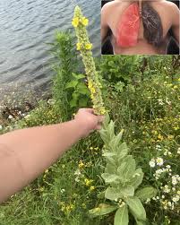 Owlmighty - If you see this plant, you're sitting on gold... | Facebook