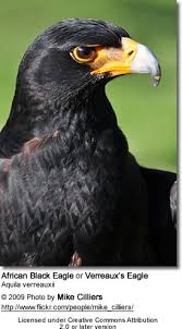 Name Small Birds Of South Africa Verreaux S Eagles Aka African Black Eagles Or Black Eagles Birds Of Prey Eagles Pet Birds