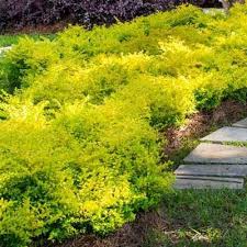Fill the hole with water and let it drain. Electrifying Year Round Vibrant Yellow Foliage Yellow Leaves As Bright As The Sun The Sunshine Ligustrum Brighte Sunshine Ligustrum Hedges Landscaping Hedges