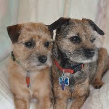 Image result for border teriér