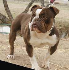 Old english bulldog for sale mn. Old English Bulldog Old English Bulldog Chocolate Tri Bulldog Breeds Bulldog Old English Bulldog