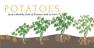 Check spelling or type a new query. How Long Does It Take To Grow Potatoes Grow A Healthy Yield Of Potatoes With No Fuss