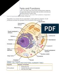 Animal cell with parts and functions. Animal Cell Parts And Functions Pdf Endoplasmic Reticulum Cell Nucleus